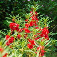 Springkraut Kamelie Blumensamen zur Aussaat Wildblume Mischung Traditionssorte & ohne Gentechnik Samen Hausgarten