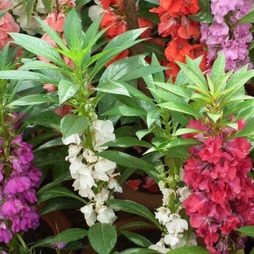 Gemischt Kamelie Blumensamen zur Aussaat Landhaus Garten wichtig Traditionssorte & ohne Gentechnik Samen Hausgarten