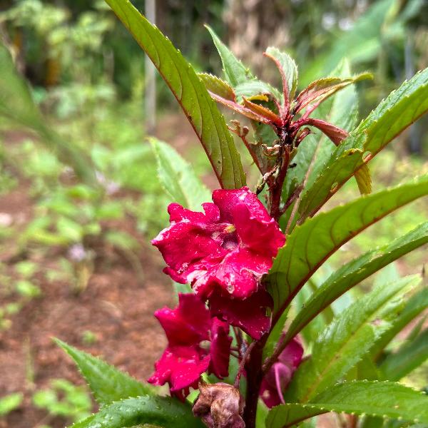 Balsam samen for anpflanzung