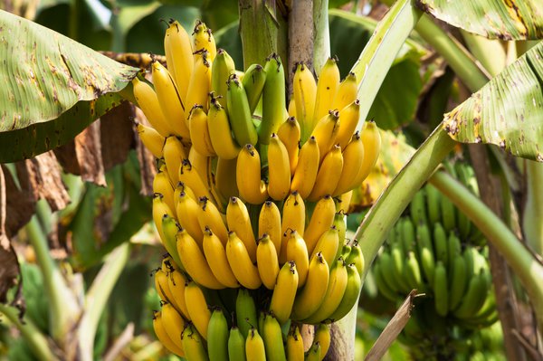 Bananensamen für einfaches Anpflanzen