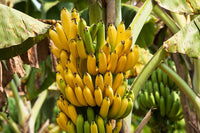 Bananensamen für einfaches Anpflanzen