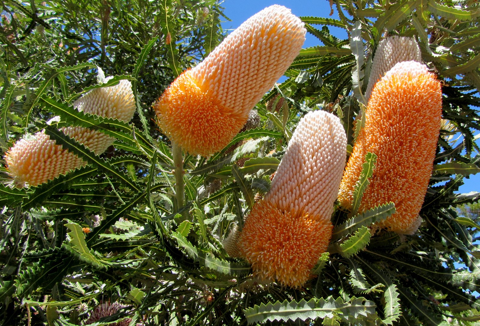 Banksia Blumensamen zur Aussaat Drought verträglich Traditionssorte & ohne Gentechnik Samen Hausgarten