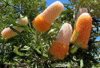 Banksia Blumensamen zur Aussaat Drought verträglich Traditionssorte & ohne Gentechnik Samen Hausgarten