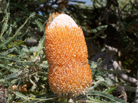 Banksia Blumensamen zur Aussaat Drought verträglich Traditionssorte & ohne Gentechnik Samen Hausgarten