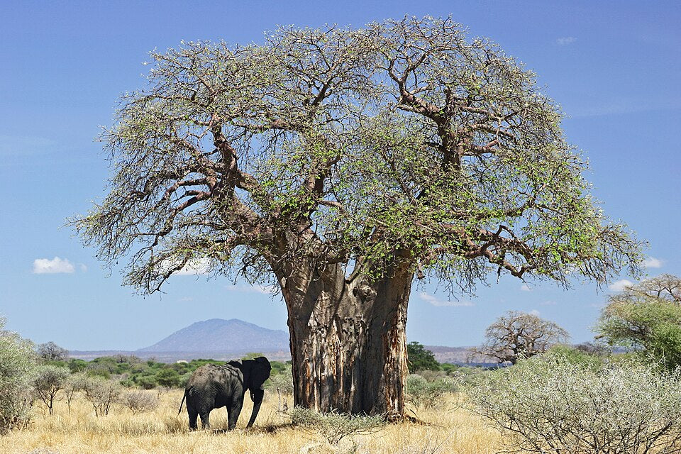 Afrikanischer Baobab-Baum Baum Samen für einfaches Anpflanzen