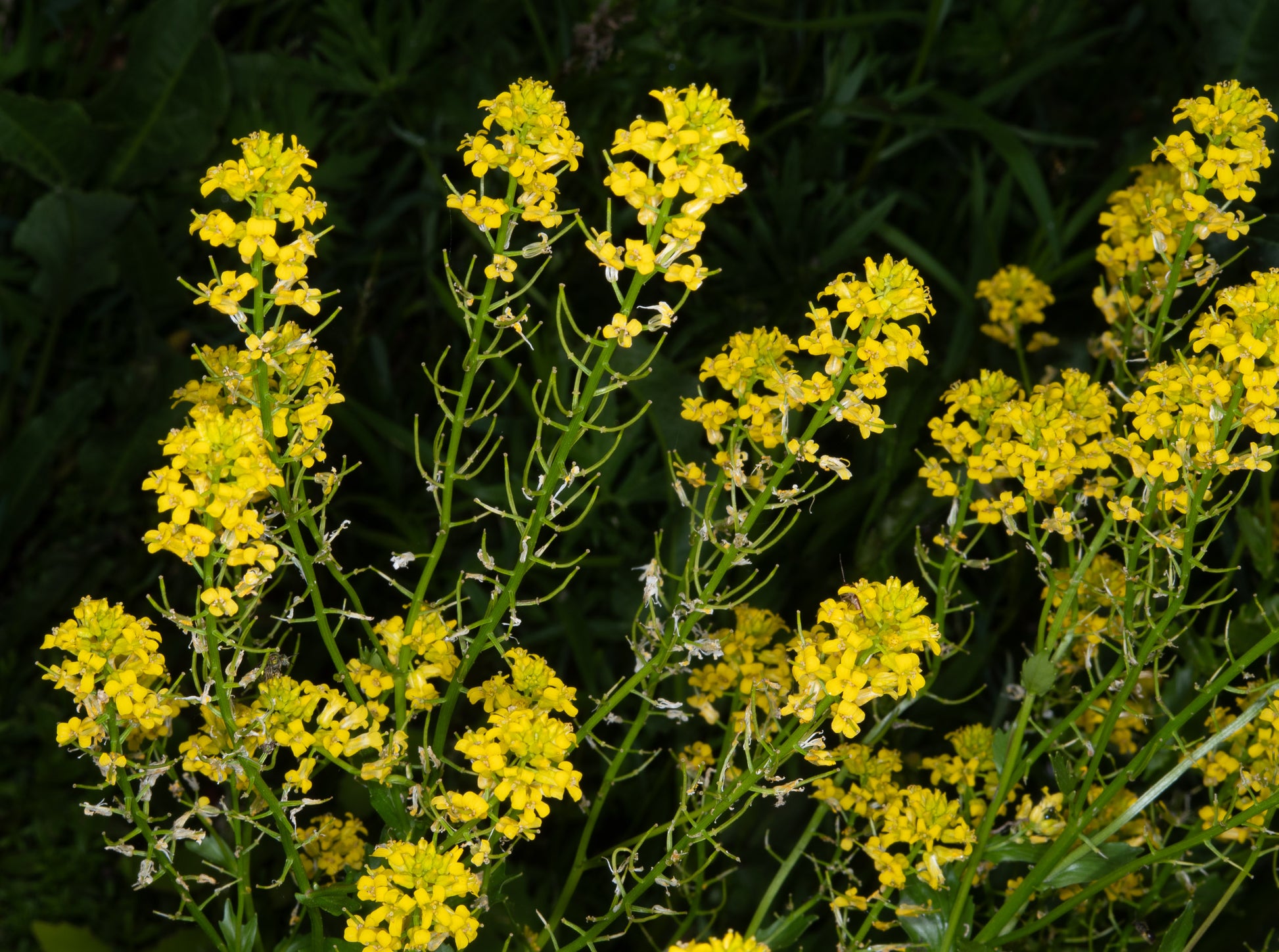 Gelb Stein Cress Blumensamen zur Aussaat lang Blüte Saison Traditionssorte & ohne Gentechnik Samen Hausgarten