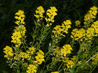 Gelb Stein Cress Blumensamen zur Aussaat lang Blüte Saison Traditionssorte & ohne Gentechnik Samen Hausgarten