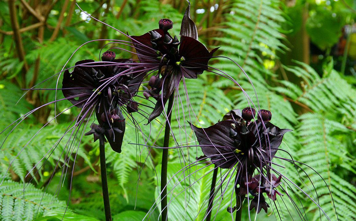 Schmetterling Orchidee Blumensamen zur Aussaat – duftend Blüten – Traditionssorte & ohne Gentechnik Samen Hausgarten