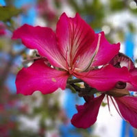 Rot Bauhinia Blumensamen zur Aussaat Drought verträglich Traditionssorte & ohne Gentechnik Samen Hausgarten