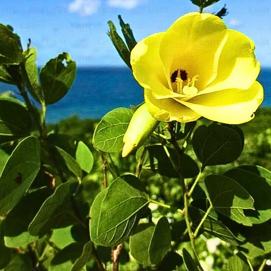 Gelb Bauhinia Blumensamen – Schnitt Blume beliebt Traditionssorte & ohne Gentechnik Samen Hausgarten