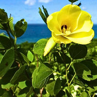 Gelb Bauhinia Blumensamen – Schnitt Blume beliebt Traditionssorte & ohne Gentechnik Samen Hausgarten