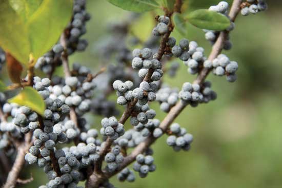 Gray berries Fruchtsamen für einfaches Anpflanzen