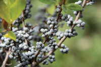 Gray berries Fruchtsamen für einfaches Anpflanzen