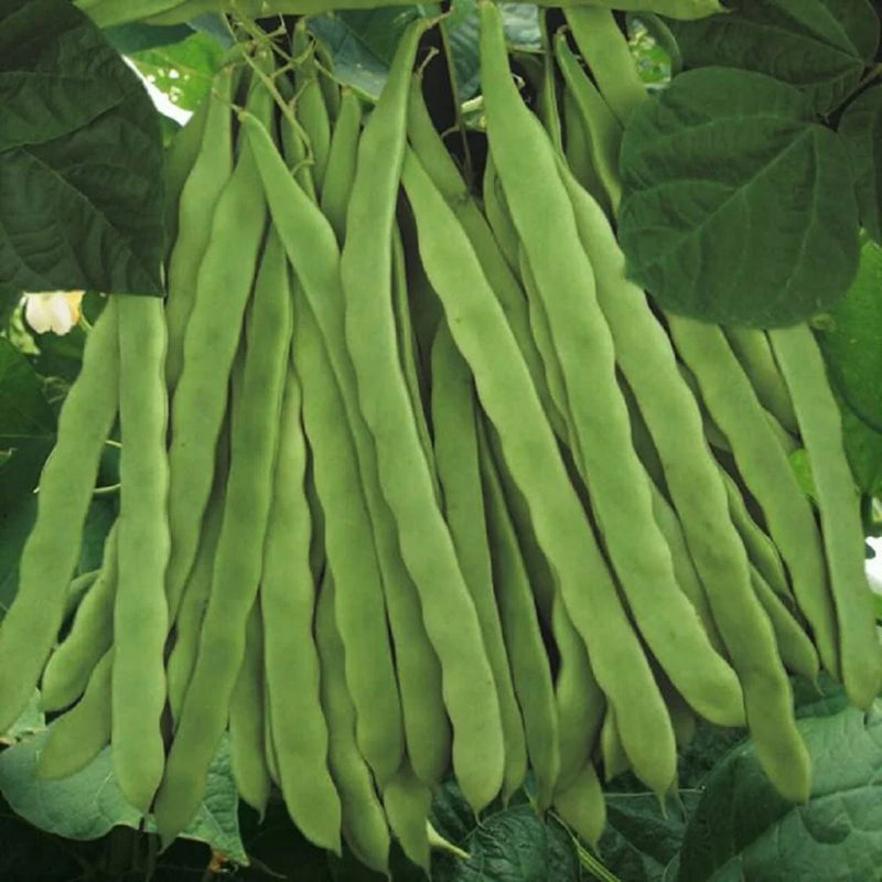 Green Romano Pole Bean Samen for Gemüse Planting