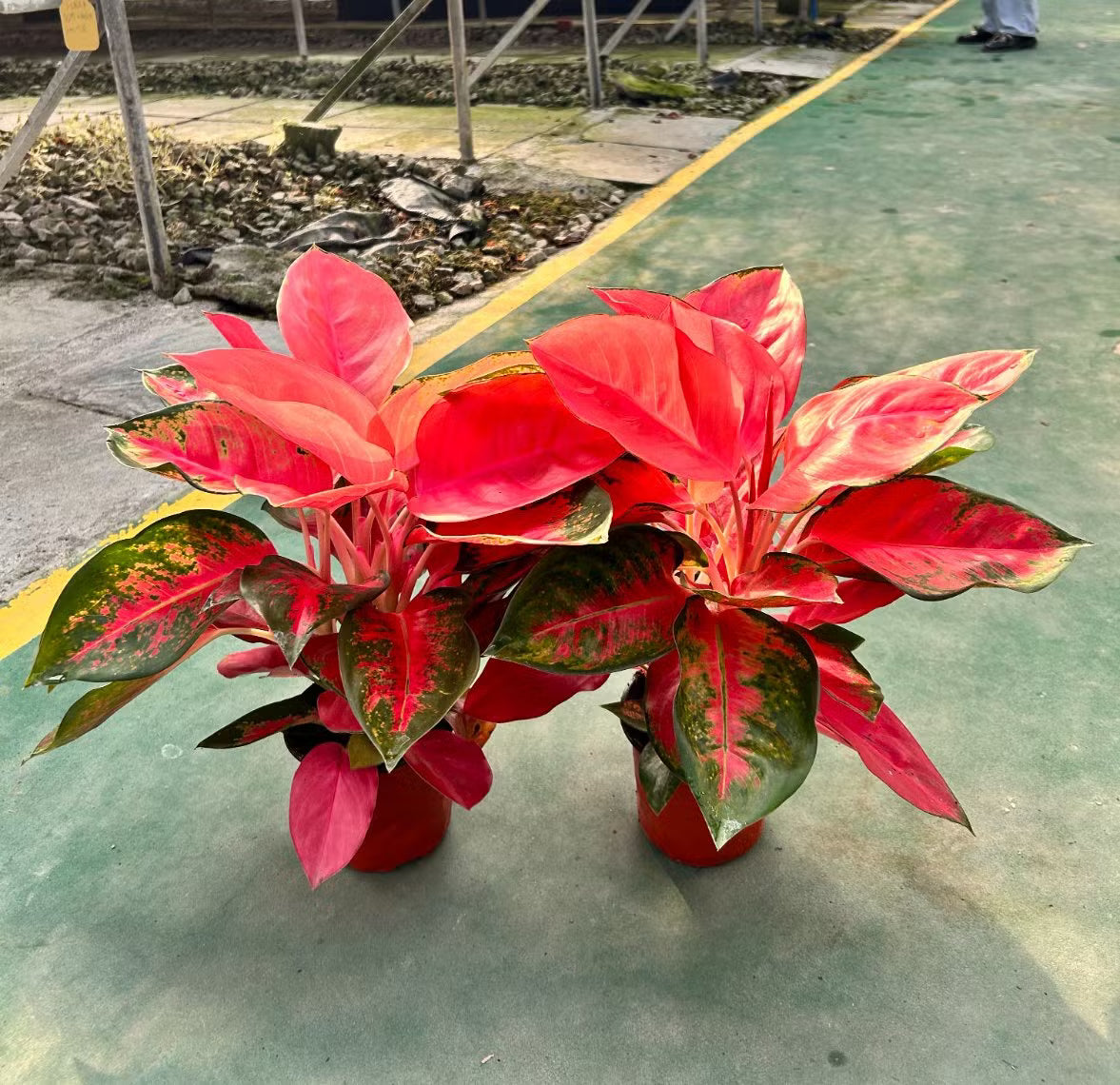 Grün Rot Aglaonema Blumensamen zur Aussaat – duftend Blüten – Traditionssorte & ohne Gentechnik Samen Hausgarten