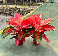 Grün Rot Aglaonema Blumensamen zur Aussaat – duftend Blüten – Traditionssorte & ohne Gentechnik Samen Hausgarten