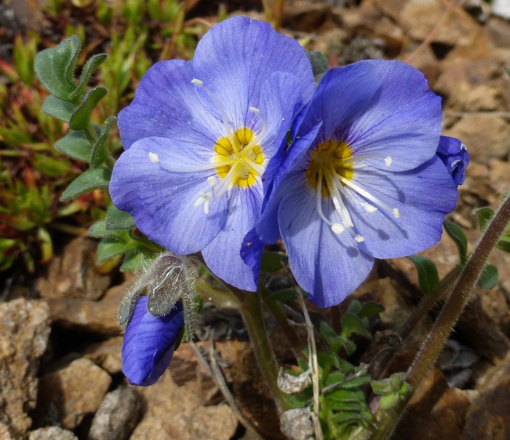Jacob's Ladder Blumensamen zur Aussaat kompakt Wuchs Traditionssorte & ohne Gentechnik Samen Hausgarten