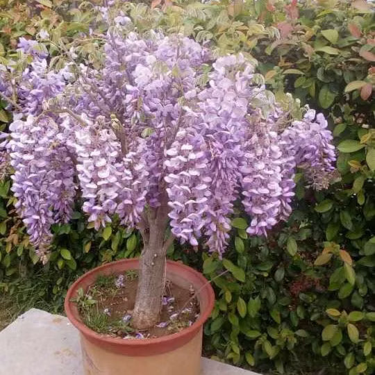 Violett Simsii Bonsai Blumensamen zur Aussaat Garten beliebt Traditionssorte & ohne Gentechnik Samen Hausgarten