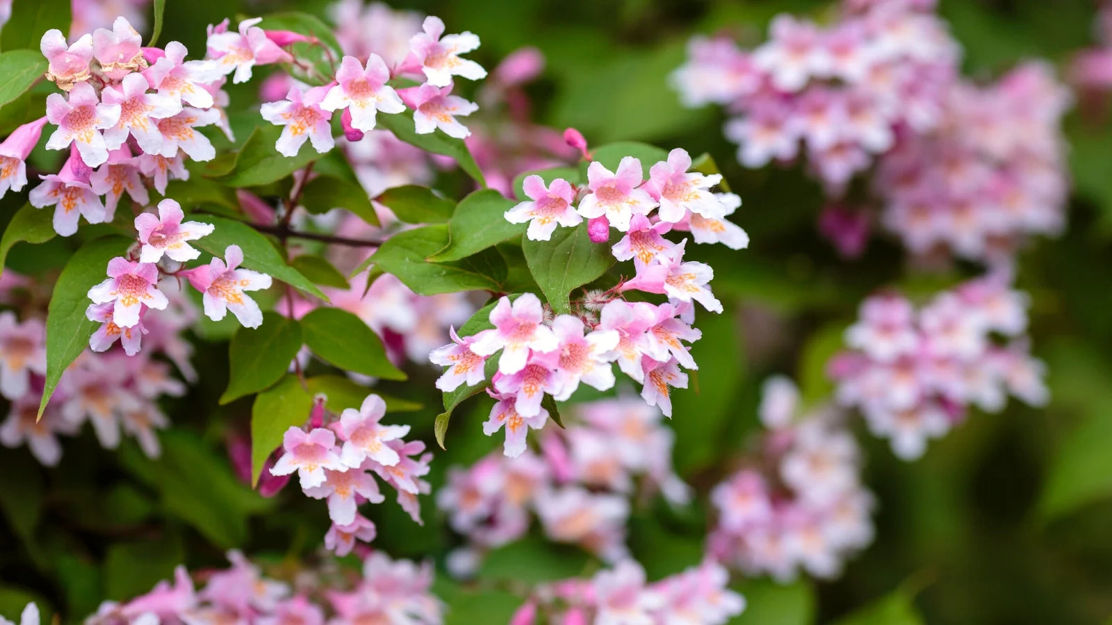 BeautyBush Blumensamen zur Aussaat – farbenfroh Schau – Traditionssorte & ohne Gentechnik Samen Hausgarten