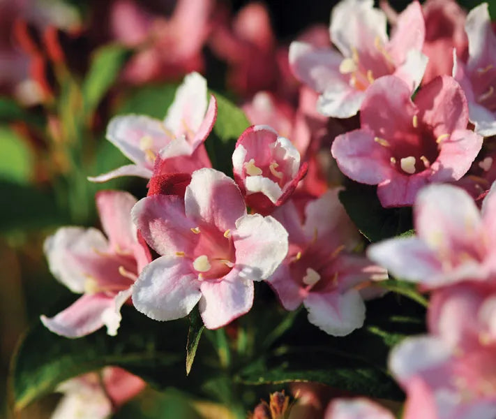BeautyBush Blumensamen zur Aussaat – farbenfroh Schau – Traditionssorte & ohne Gentechnik Samen Hausgarten