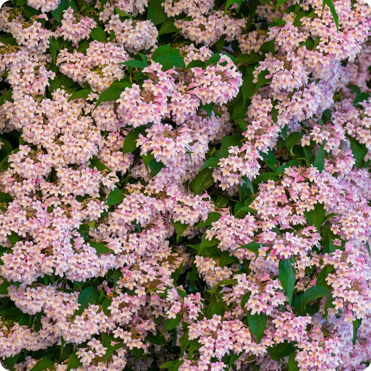 BeautyBush Blumensamen zur Aussaat – farbenfroh Schau – Traditionssorte & ohne Gentechnik Samen Hausgarten