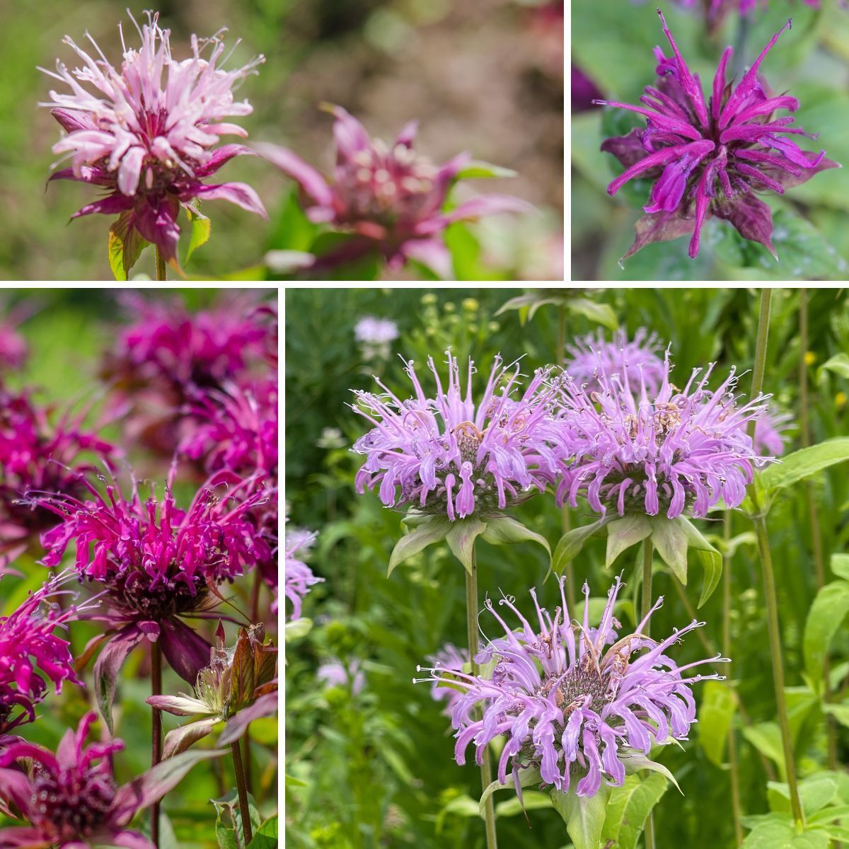 Gemischt Panorama Blumensamen zur Aussaat – duftend Blüten – Traditionssorte & ohne Gentechnik Samen Hausgarten