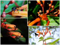 Gemischt Hamelia Patens Blumensamen zur Aussaat – hochwertige Qualitäts- – Traditionssorte & ohne Gentechnik Samen Hausgarten