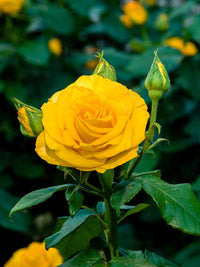 Gelb Grün Rose Blumensamen zur Aussaat Traditionssorte ohne Gentechnik Anzucht Garten Blüten
