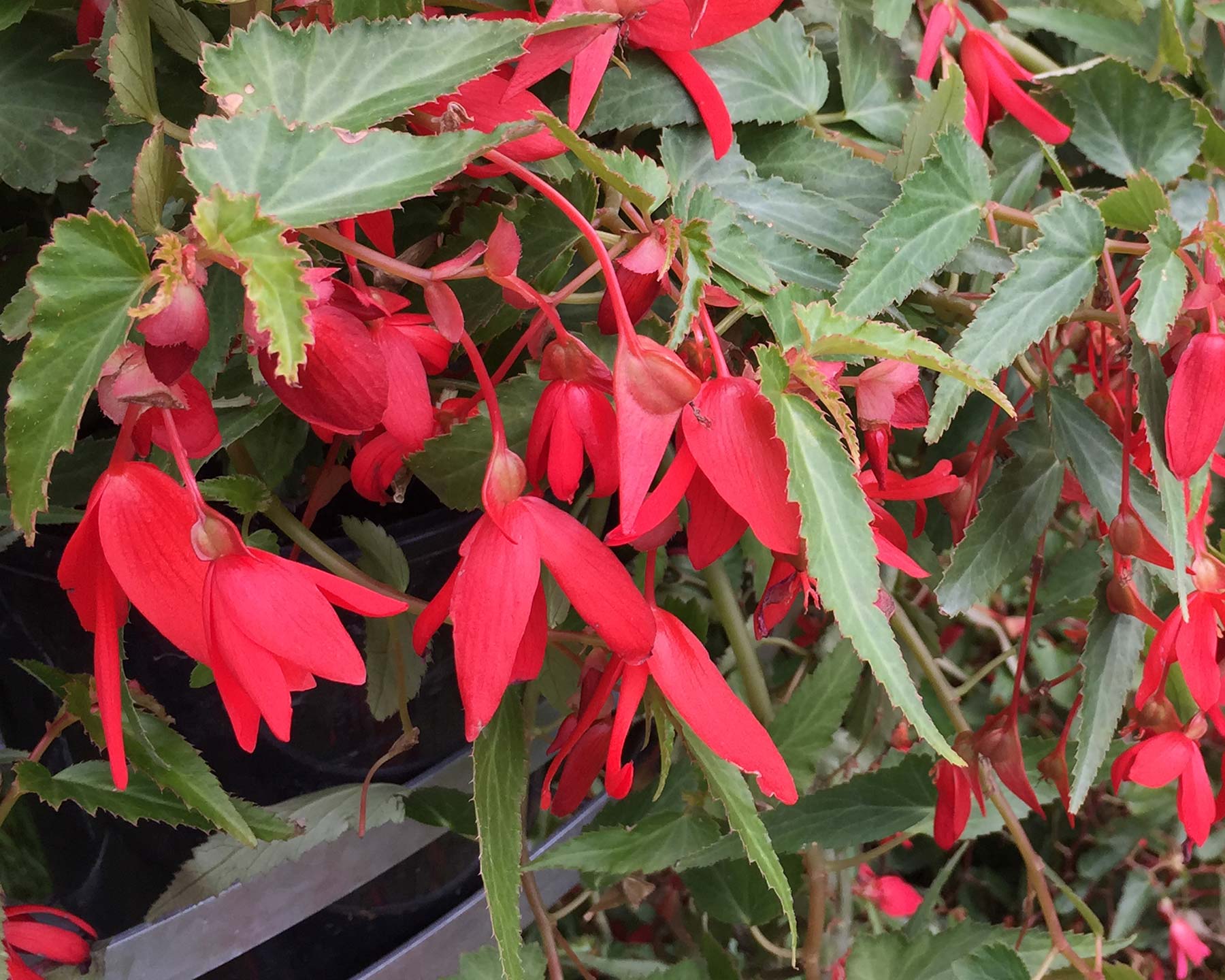 Buy Begonie Boliviensis Samen zur Aussaat leuchtend Biennials All Seasons