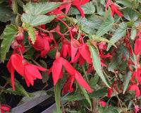 Buy Begonie Boliviensis Samen zur Aussaat leuchtend Biennials All Seasons