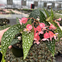 Begonie Maculata Blumensamen zur Aussaat Anzucht Traditionssorte & ohne Gentechnik Samen Hausgarten