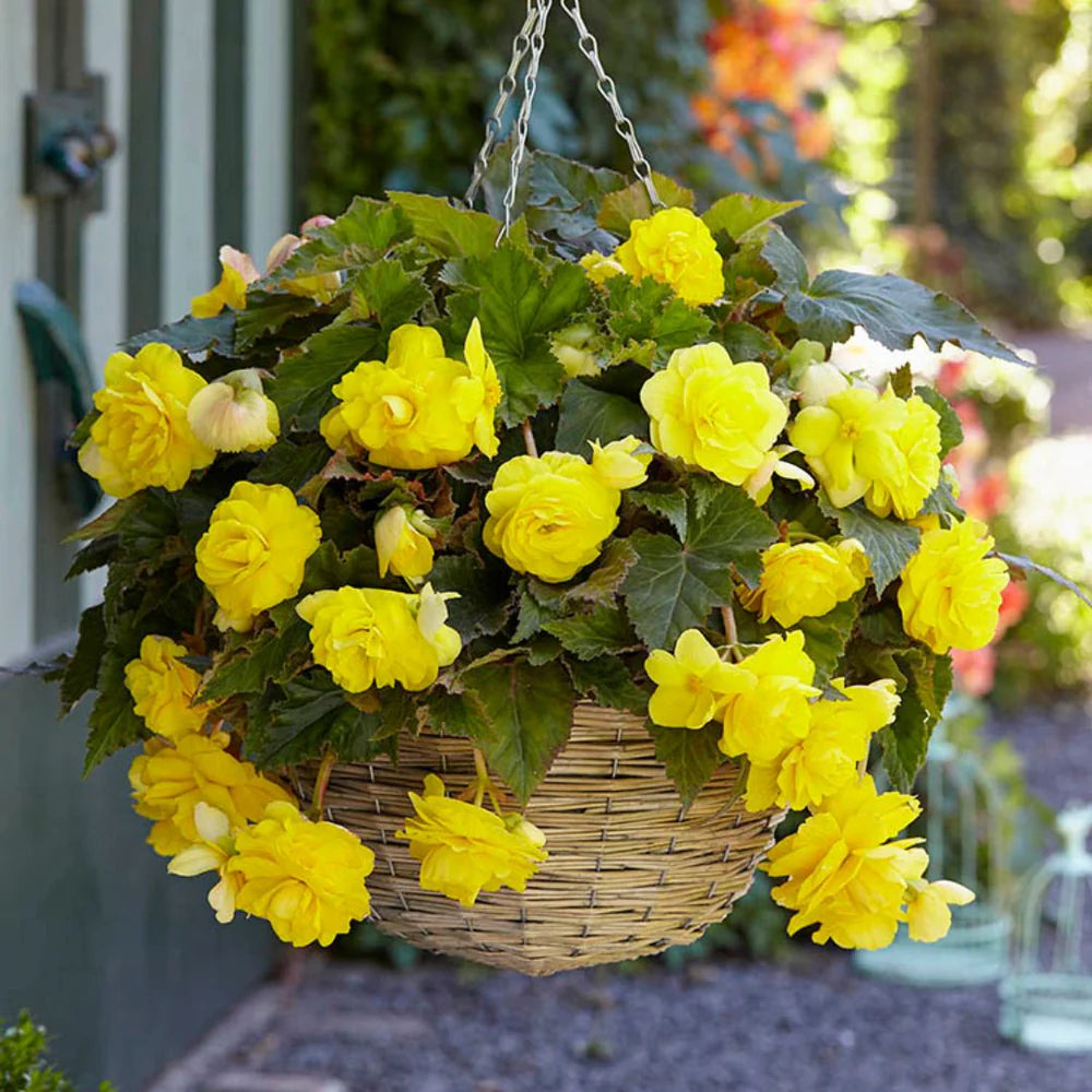 Pflanze hell Gelb Begonie Blumensamen ideal für Ihren Garten