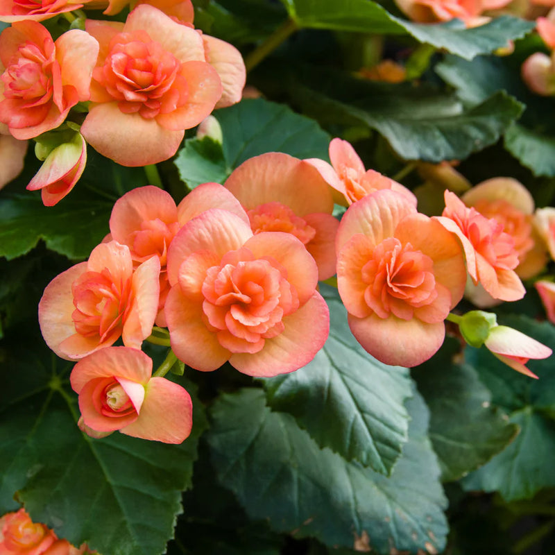 Orange Begonie Blumensamen zur Aussaat leuchtend Begonie Samen