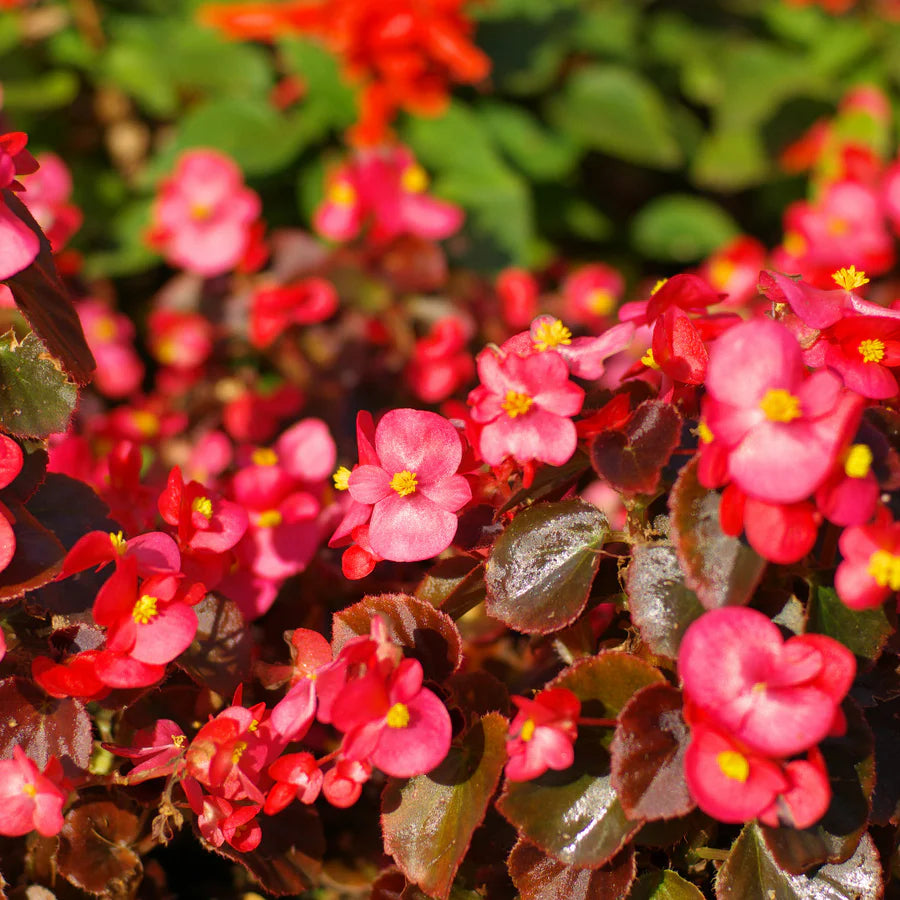Rot Begonie Blumensamen zur Aussaat leuchtend Traditionssorte & ohne Gentechnik Samen Hausgarten