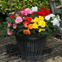 Gemischt Begonie Blumensamen zur Aussaat – lang Blüte Saison – Traditionssorte & ohne Gentechnik Samen Hausgarten