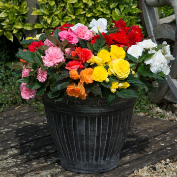 Gemischt Begonie Blumensamen zur Aussaat – lang Blüte Saison – Traditionssorte & ohne Gentechnik Samen Hausgarten