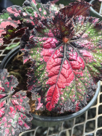 Painted Begonie Blumensamen zur Aussaat – hochwertige Qualitäts- – Traditionssorte & ohne Gentechnik Samen Hausgarten