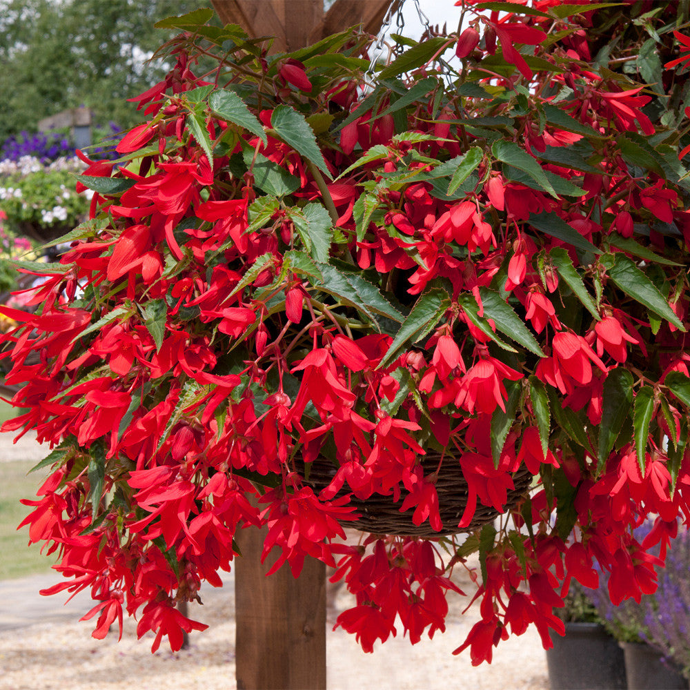 Buy Begonie Boliviensis Samen zur Aussaat leuchtend Biennials All Seasons