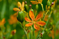 Belamcand Blumensamen zur Aussaat robust Sorte Traditionssorte & ohne Gentechnik Samen Hausgarten
