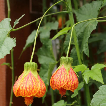 Maple Blumensamen zur Aussaat – duftend Blüten Traditionssorte & ohne Gentechnik Samen Hausgarten