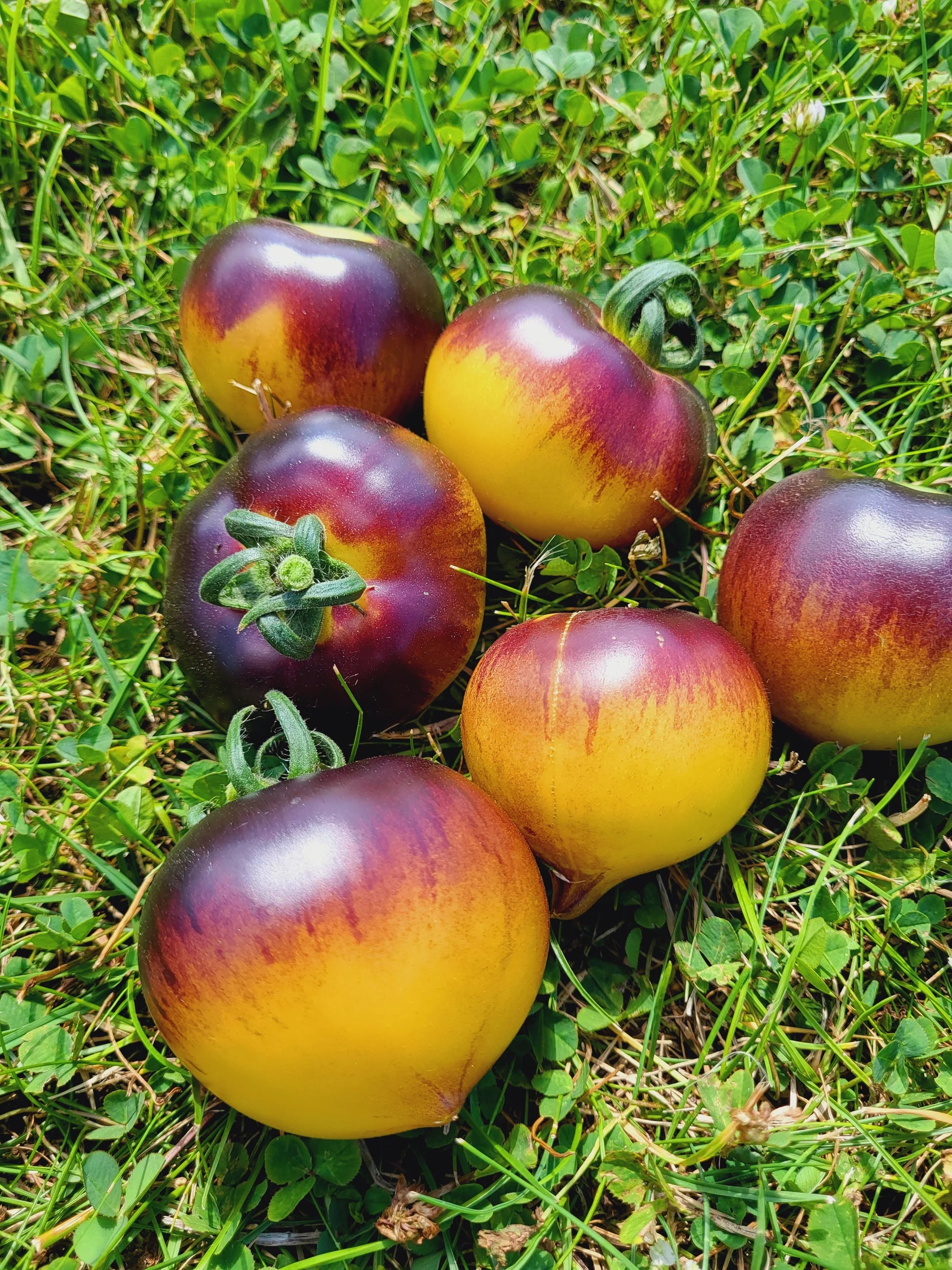 Gelb Schwarz Tomate Samen zum Pflanzen