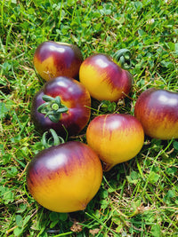 Gelb Schwarz Tomate Samen zum Pflanzen