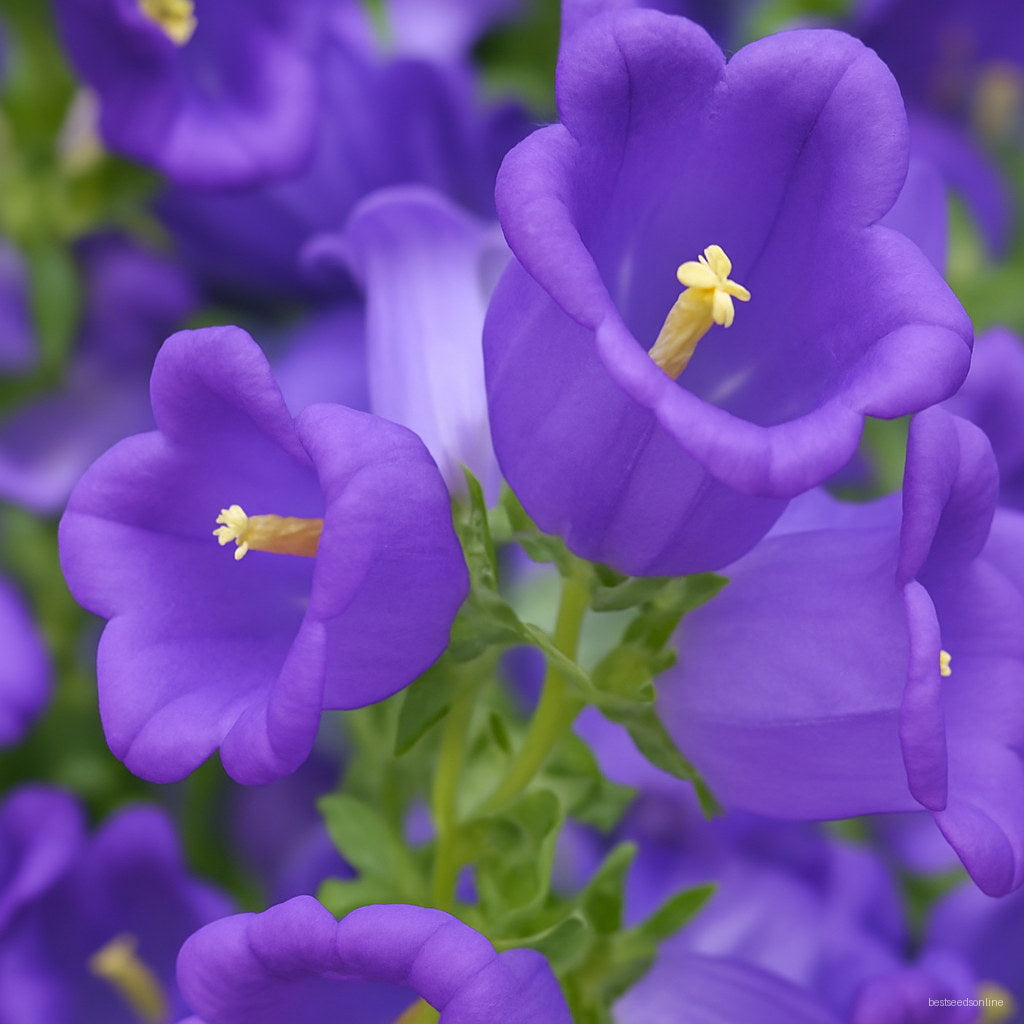 Blau Abutilon Striatum Blumensamen zur Aussaat – Schnitt Blume beliebt – Traditionssorte & ohne Gentechnik Samen Hausgarten