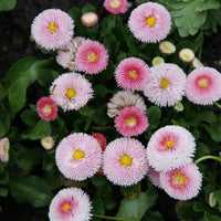 Rosa Weiß Bellis Blumensamen zur Aussaat Wildblume Mischung Traditionssorte & ohne Gentechnik Samen Hausgarten