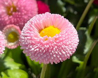 Rosa Bellis Perennis Blumensamen zur Aussaat – hochwertige Qualitäts- – Traditionssorte & ohne Gentechnik Samen Hausgarten