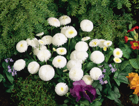 Weiß Bellis Blumensamen zur Aussaat – Landhaus Garten wichtig – Traditionssorte & ohne Gentechnik Samen Hausgarten