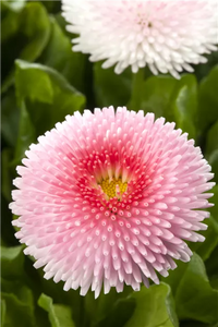 Rosa Weiß Bellis Blumensamen zur Aussaat Wildblume Mischung Traditionssorte & ohne Gentechnik Samen Hausgarten