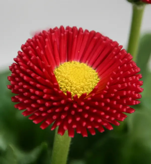 Rot bellis blume samen for anpflanzung - bright blooms, heirloom & gmo free samen for home garten
 
 sale samen for home garten