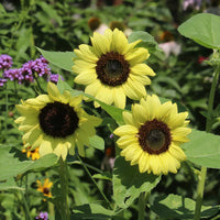Light gelb sunflower samen for anpflanzung sun loving heirloom & gmo free samen for home garten 
 
 sale samen for home garten anpflanzung