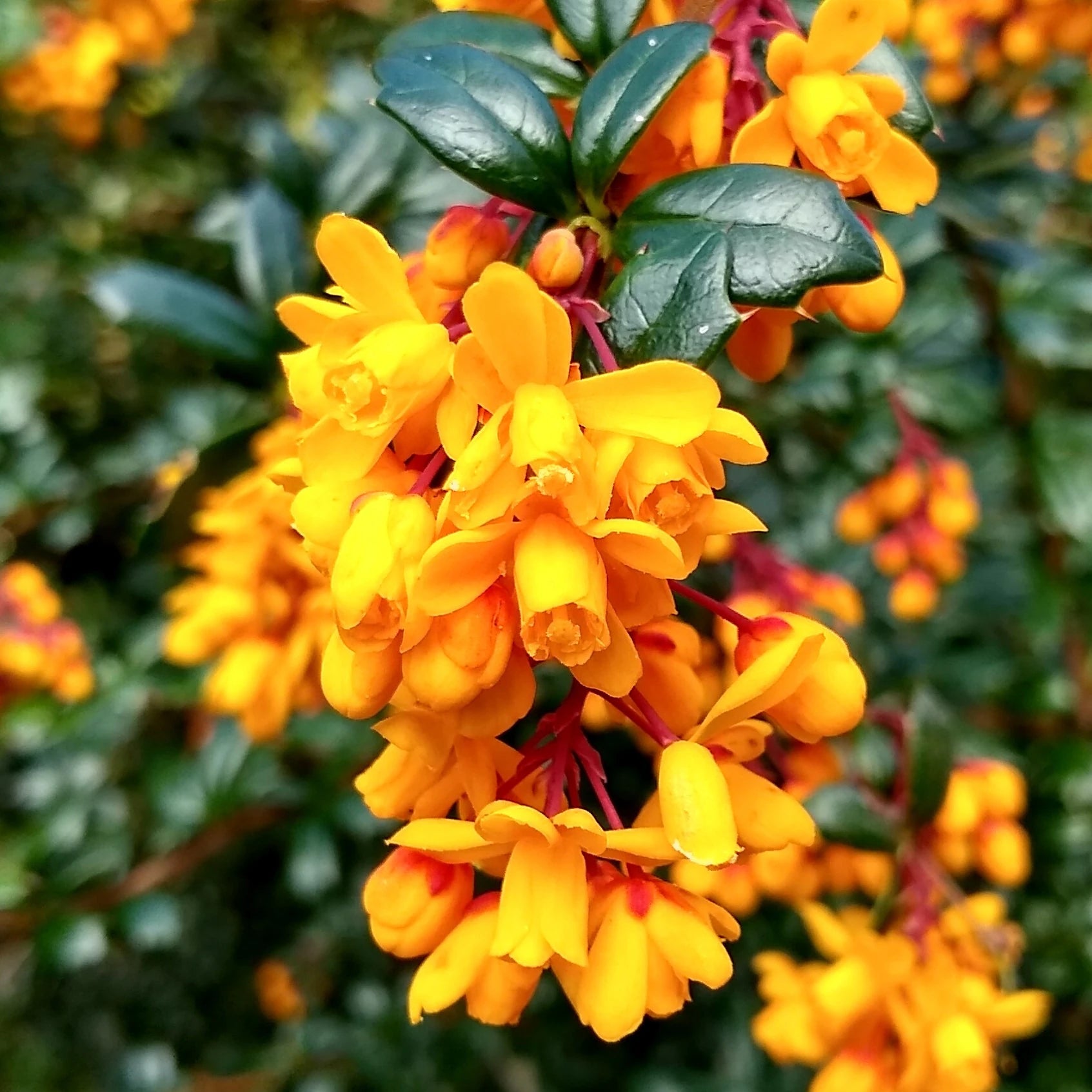Gelb Darwinii Blumensamen zur Aussaat – Wildblume Mischung – Traditionssorte & ohne Gentechnik Samen Hausgarten